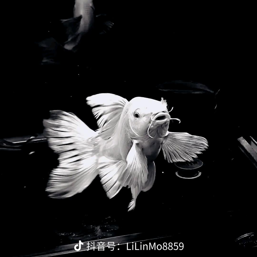 整点儿围炉串串丶