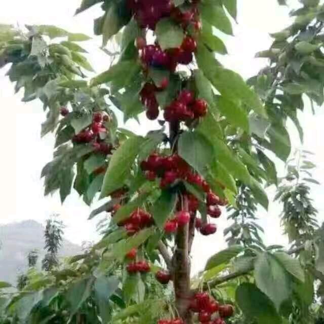 只若初见