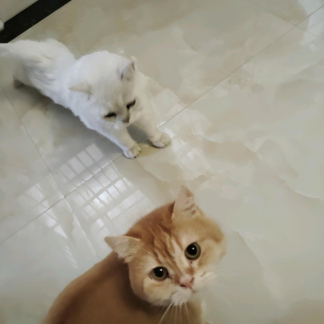 拾安