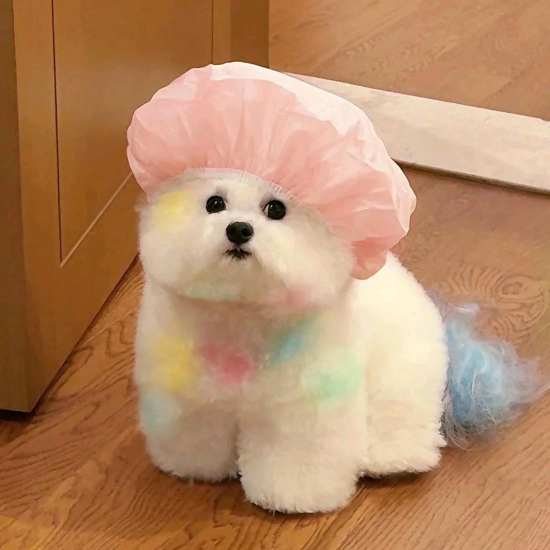 自言自语的狼