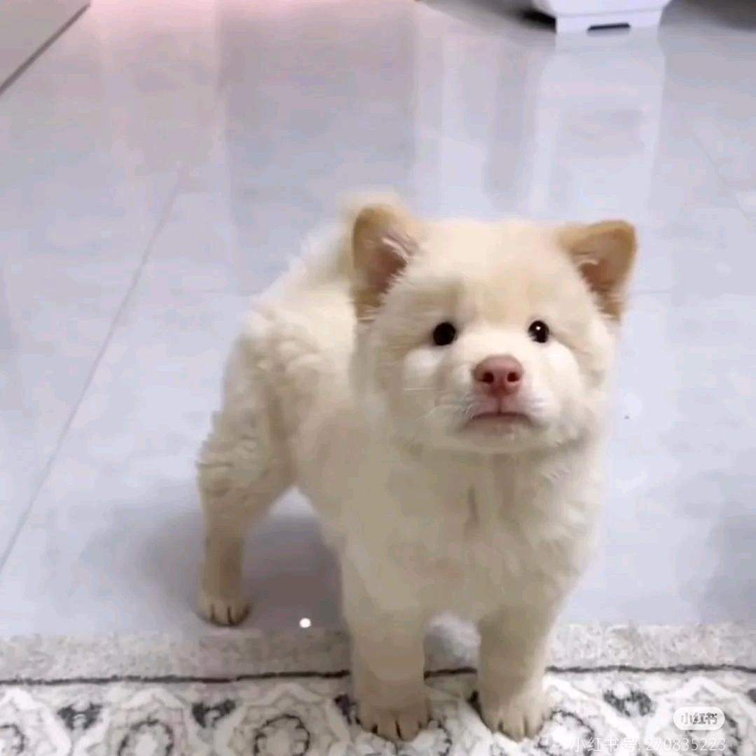 咿呀