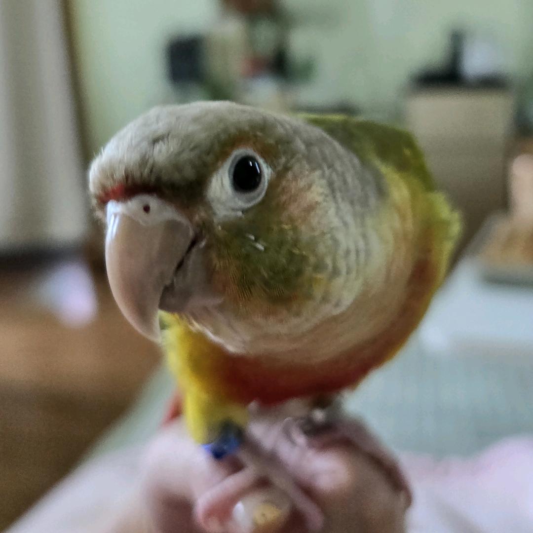 马马虎虎的玩具屋