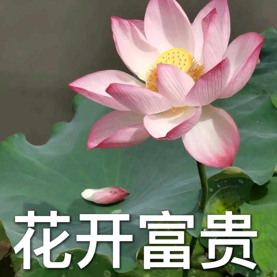 AAA.批发建材王总