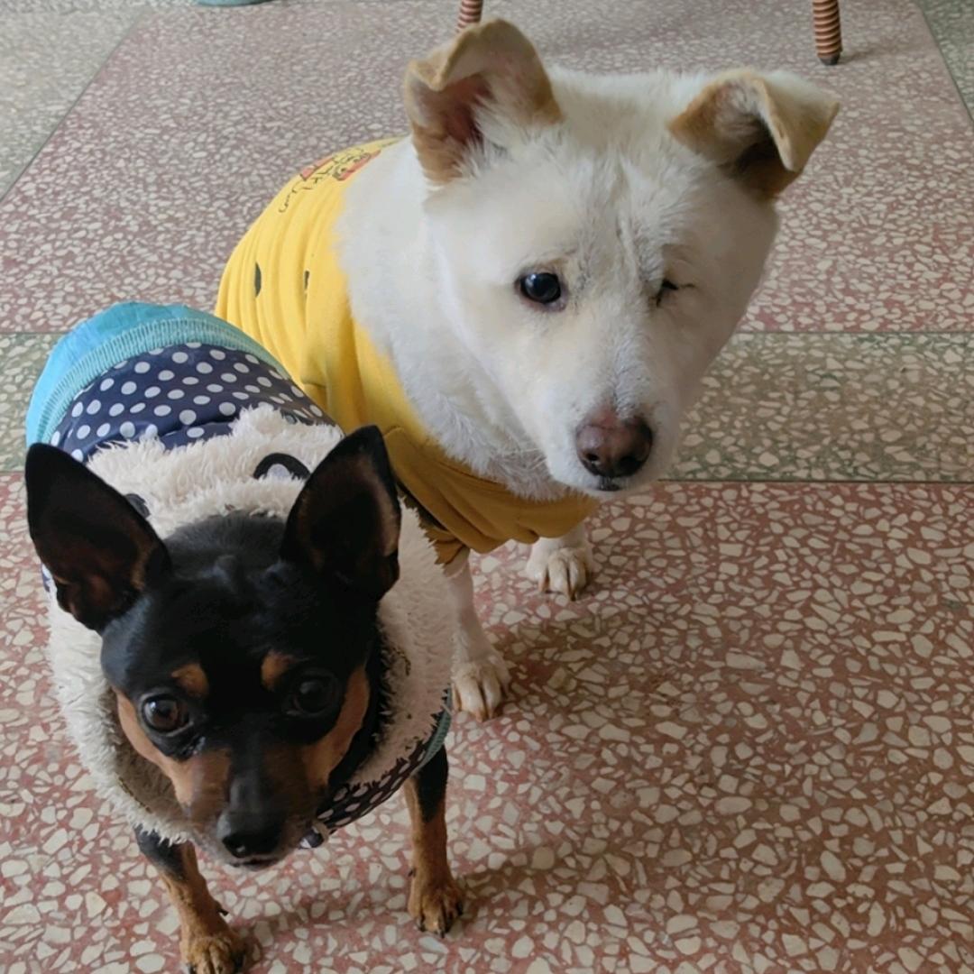 席妈妈家的憨妹几和乖妹几