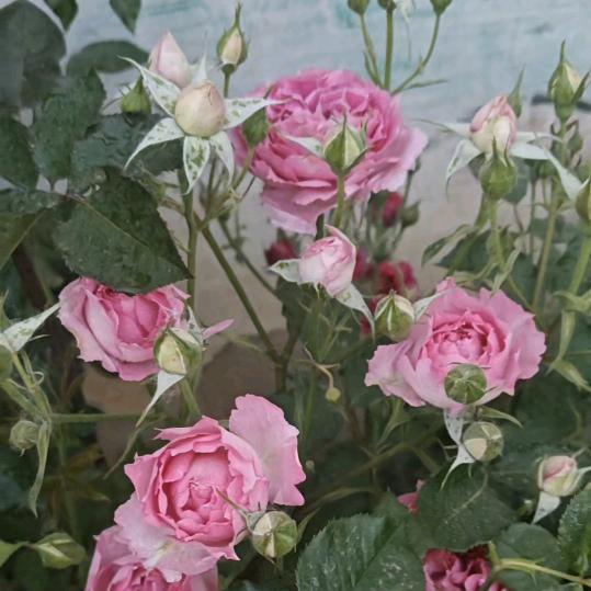 雪恋🌸