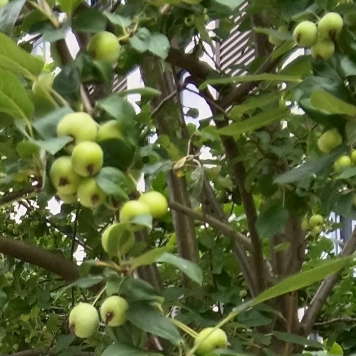 月光