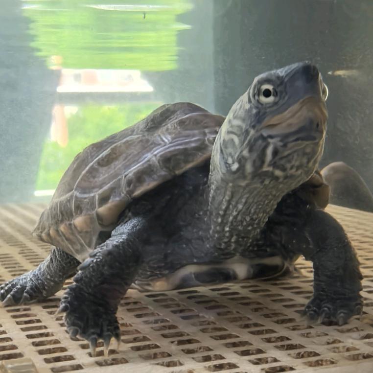 龟乐汇宠物创意屋