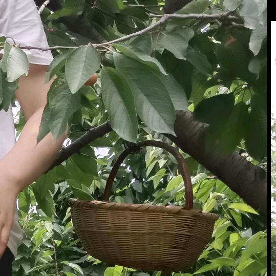 猴子123
