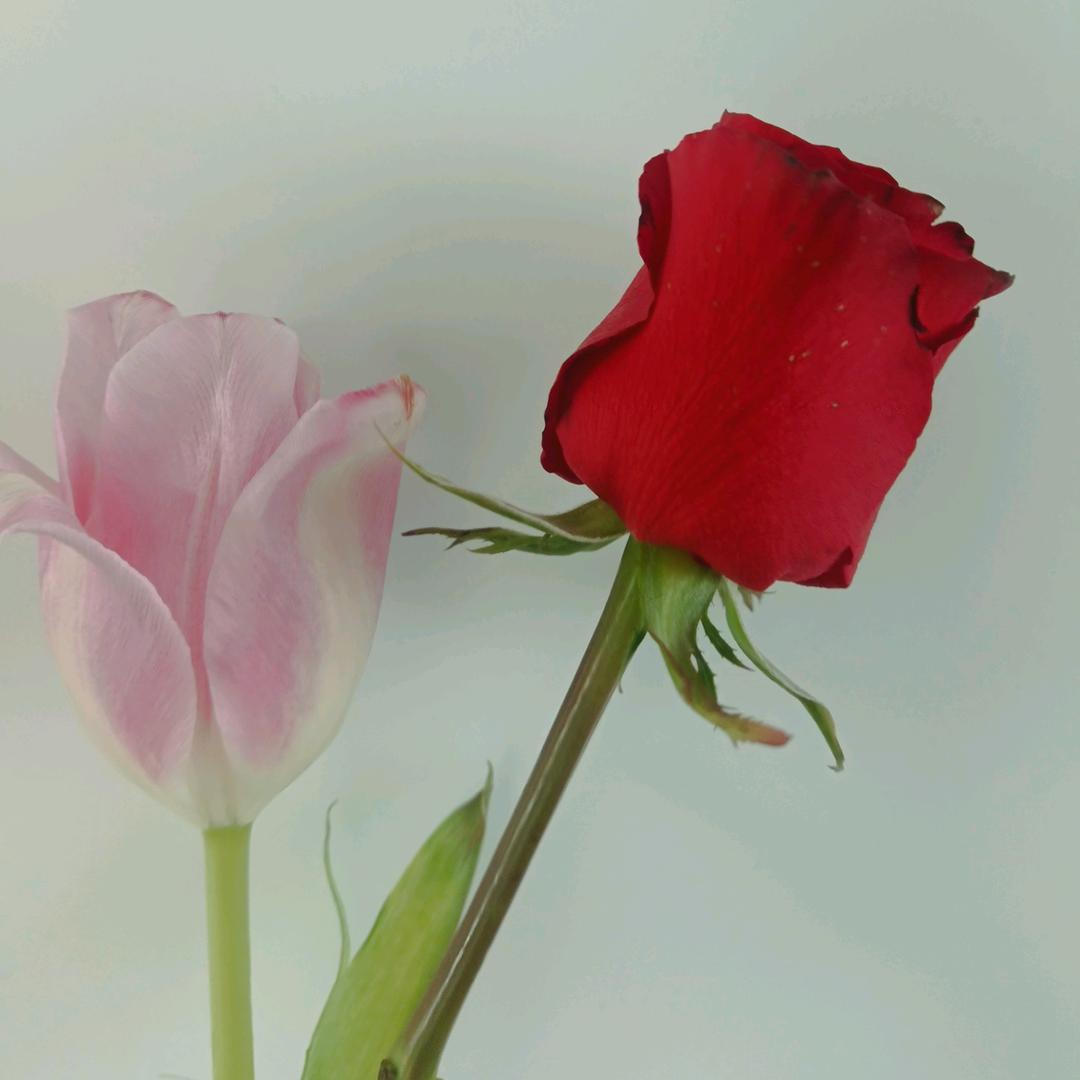 花开富贵🌹