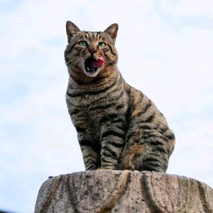 老王爱喂猫