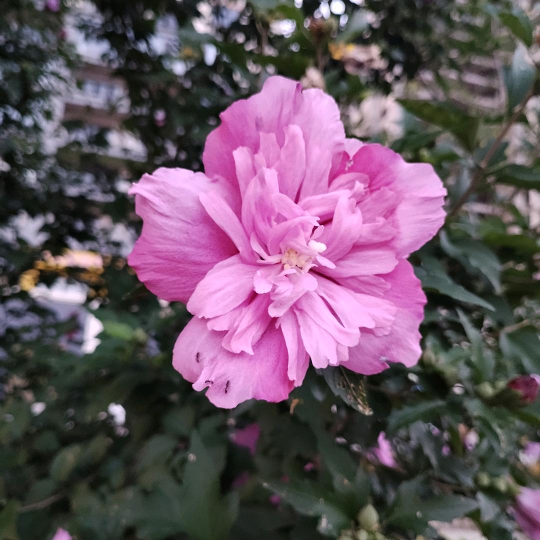 苏姐（每天晚上8：20开播）