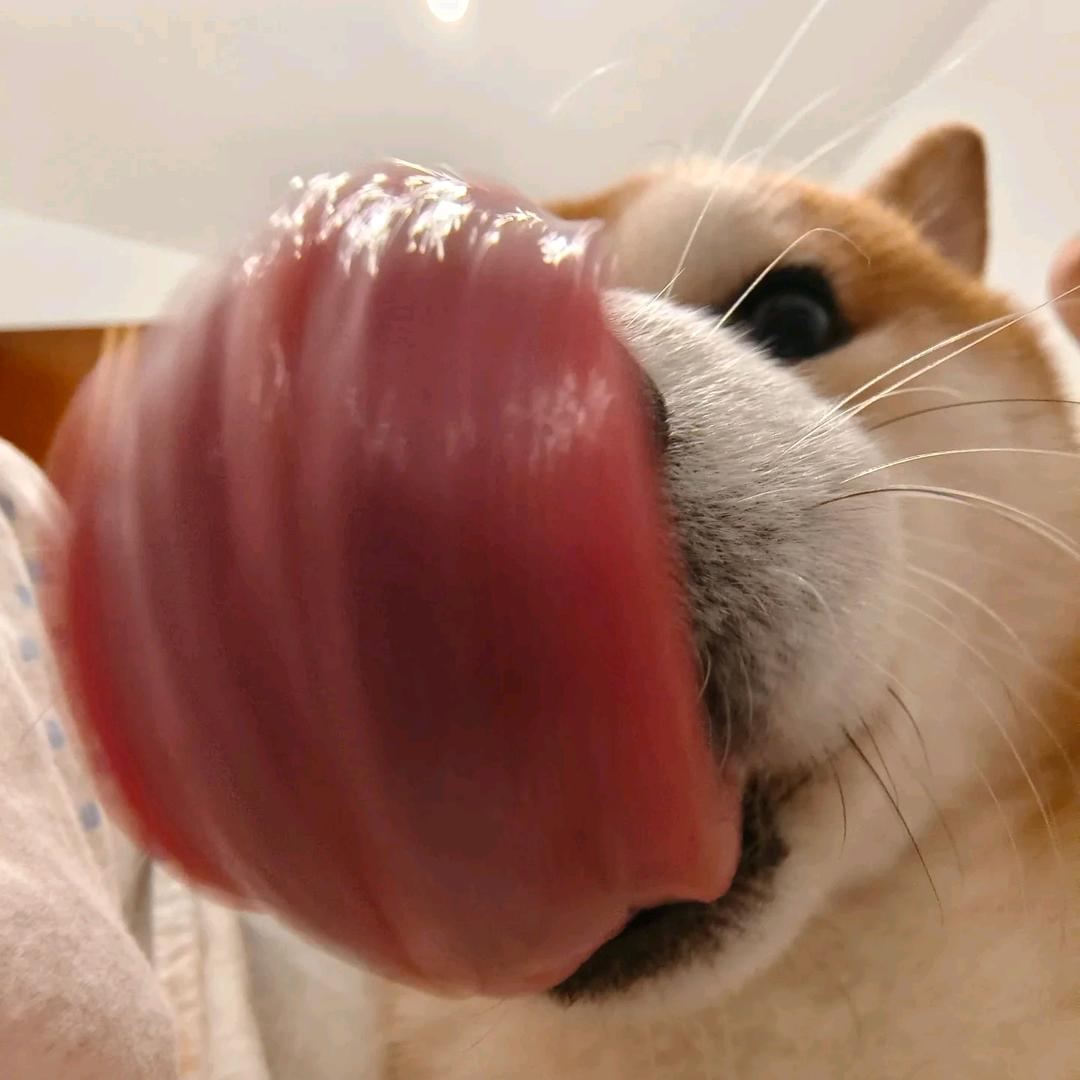 歪比巴卜    、
