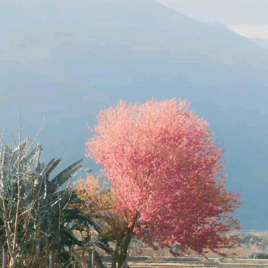 李不辣