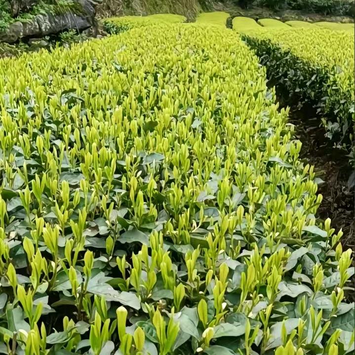 明卫茶叶