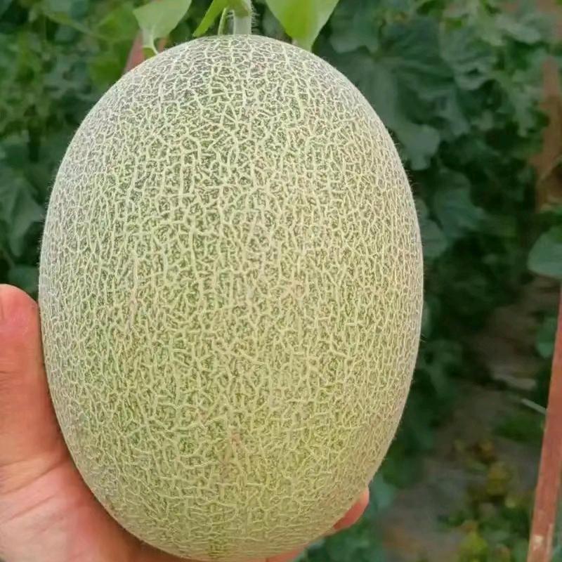 哈密瓜🍈