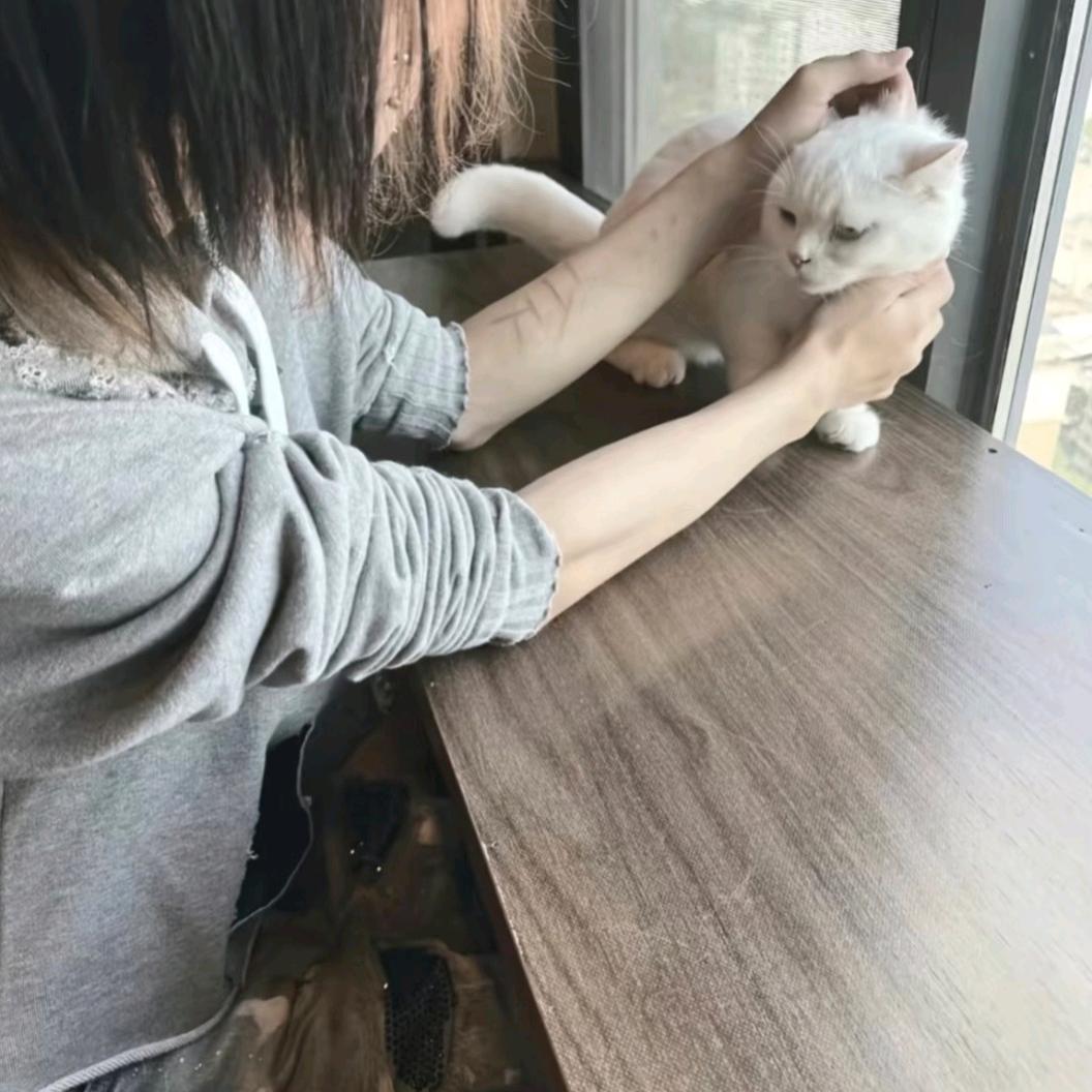 卫青