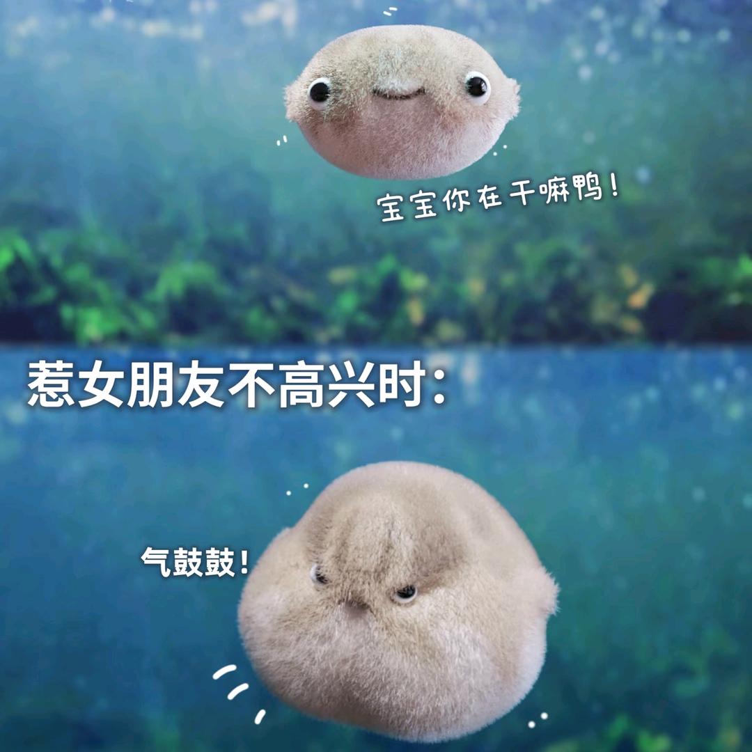 ❤️‍🩹优雅的犟种