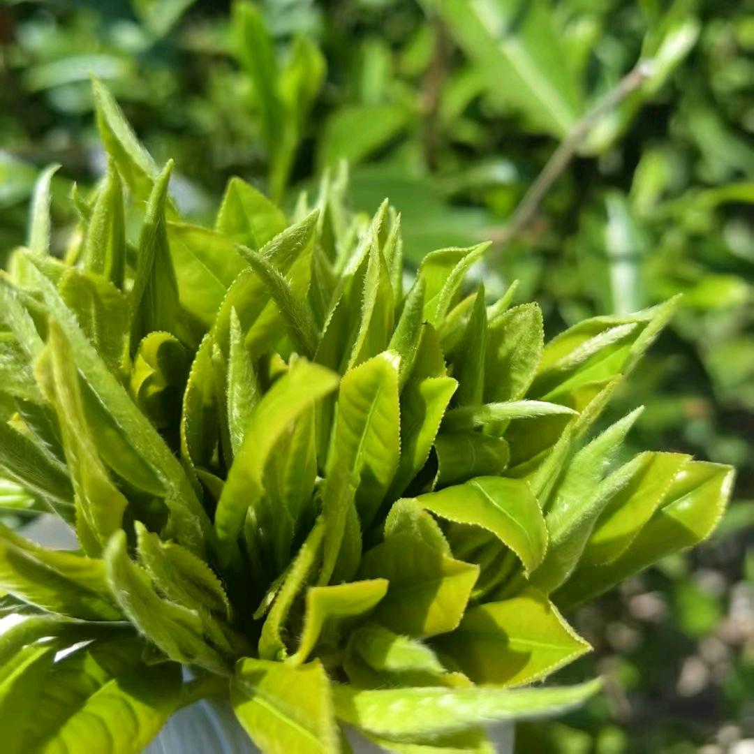 一片树叶的故事🍃