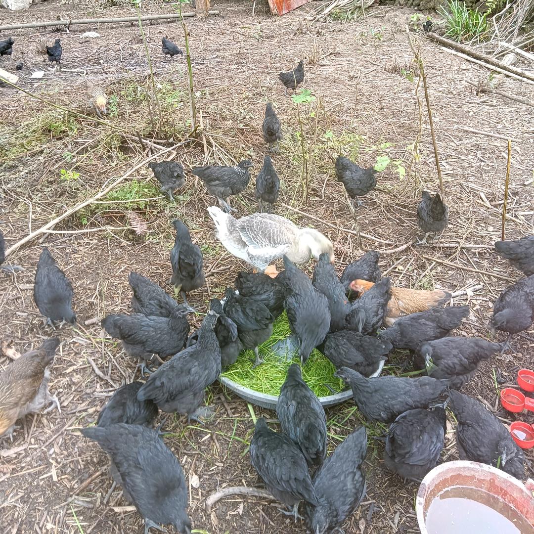 龙胜专业林下散养土鸡，土鸭，土鹅