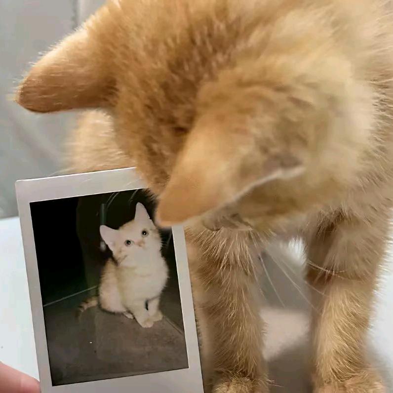 小鱼
