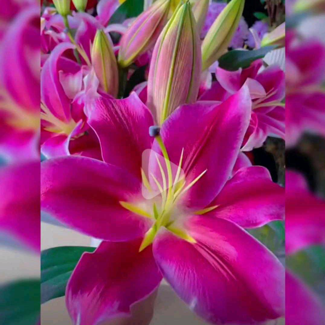 🌹开心每一天🌹