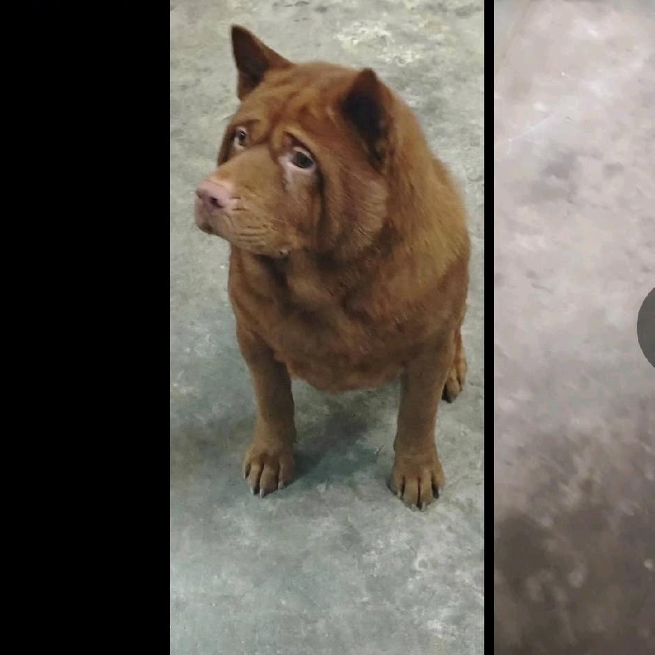 富先贵港庆丰五红犬养殖基地