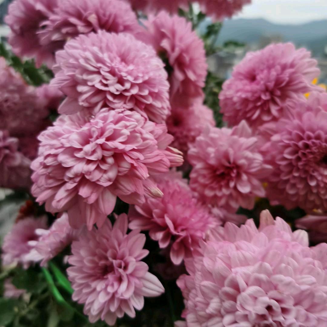 榕江忠城牛瘪独峒店