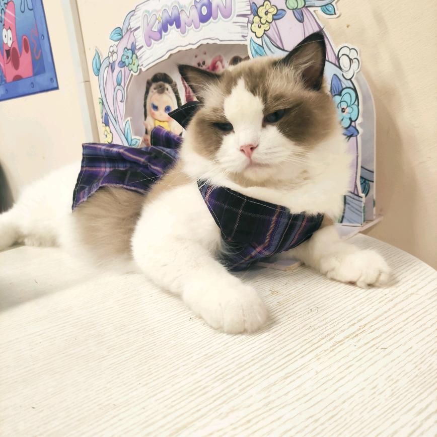 有家萌宠猫咖