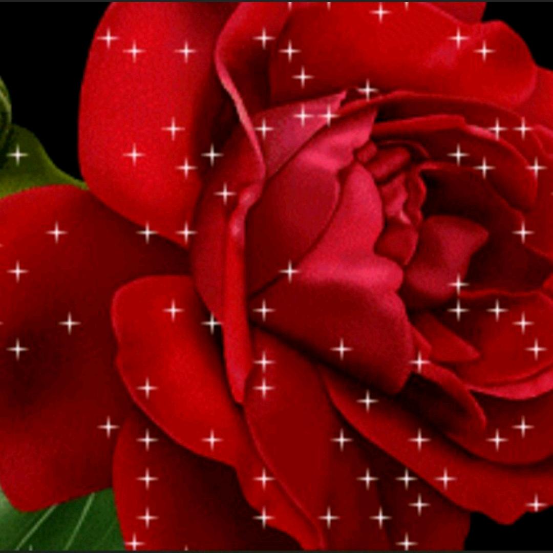 《🌹鏗鏘玫瑰🌹》