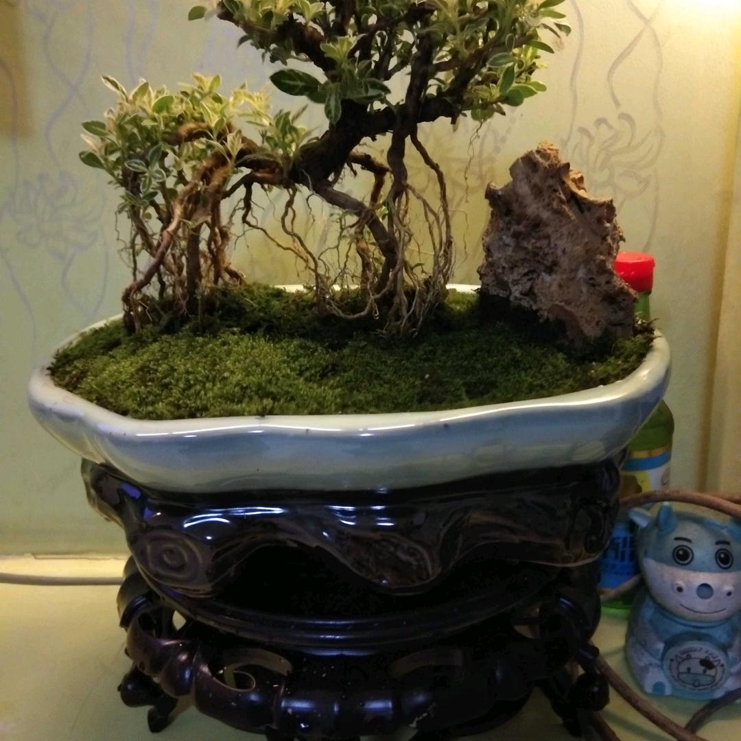 豪哥
