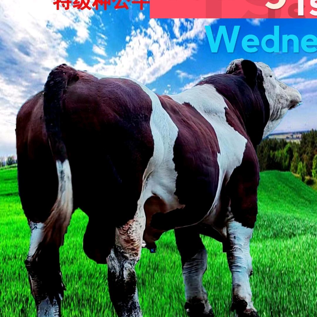 兽医师配牛员老王<小海＞