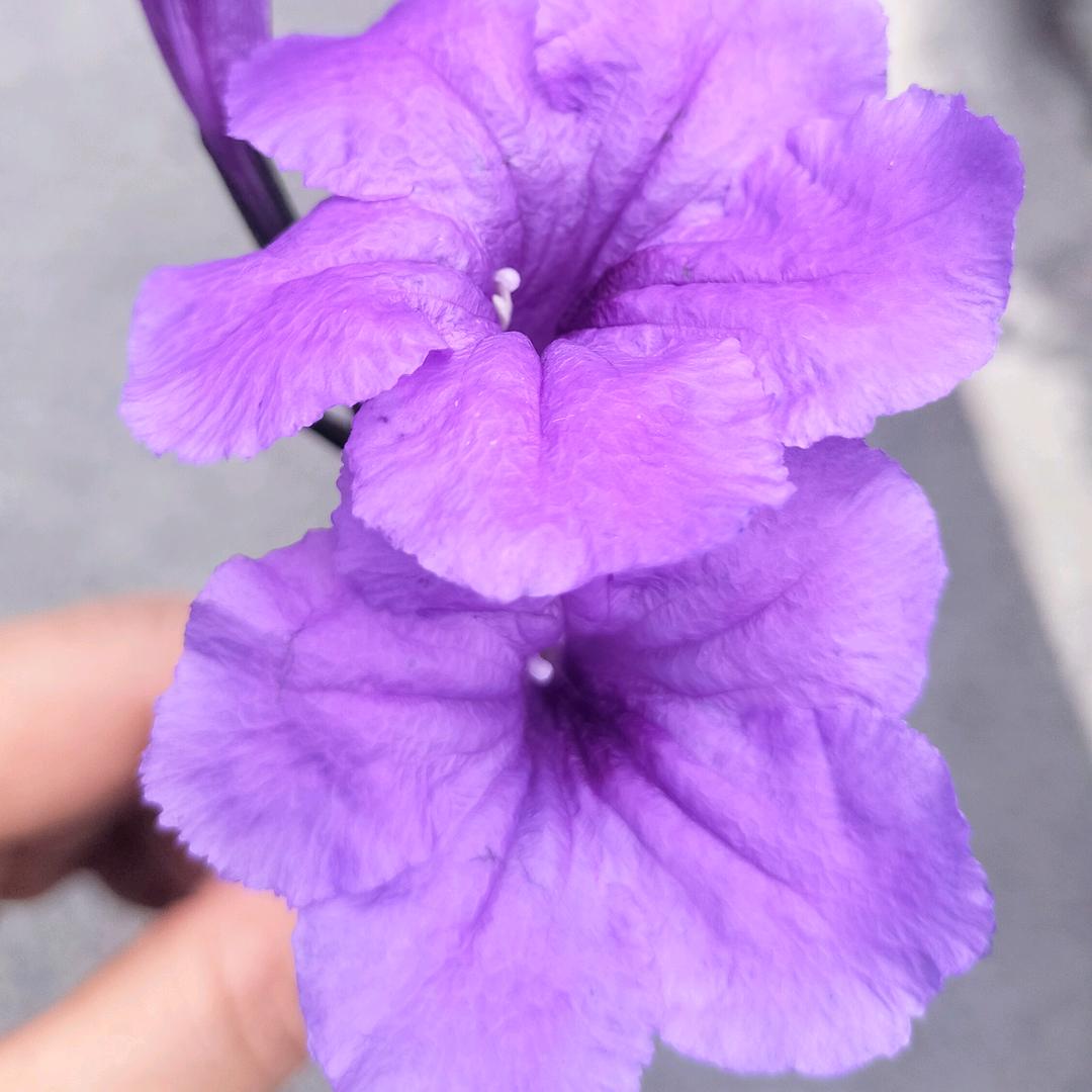柠檬茶