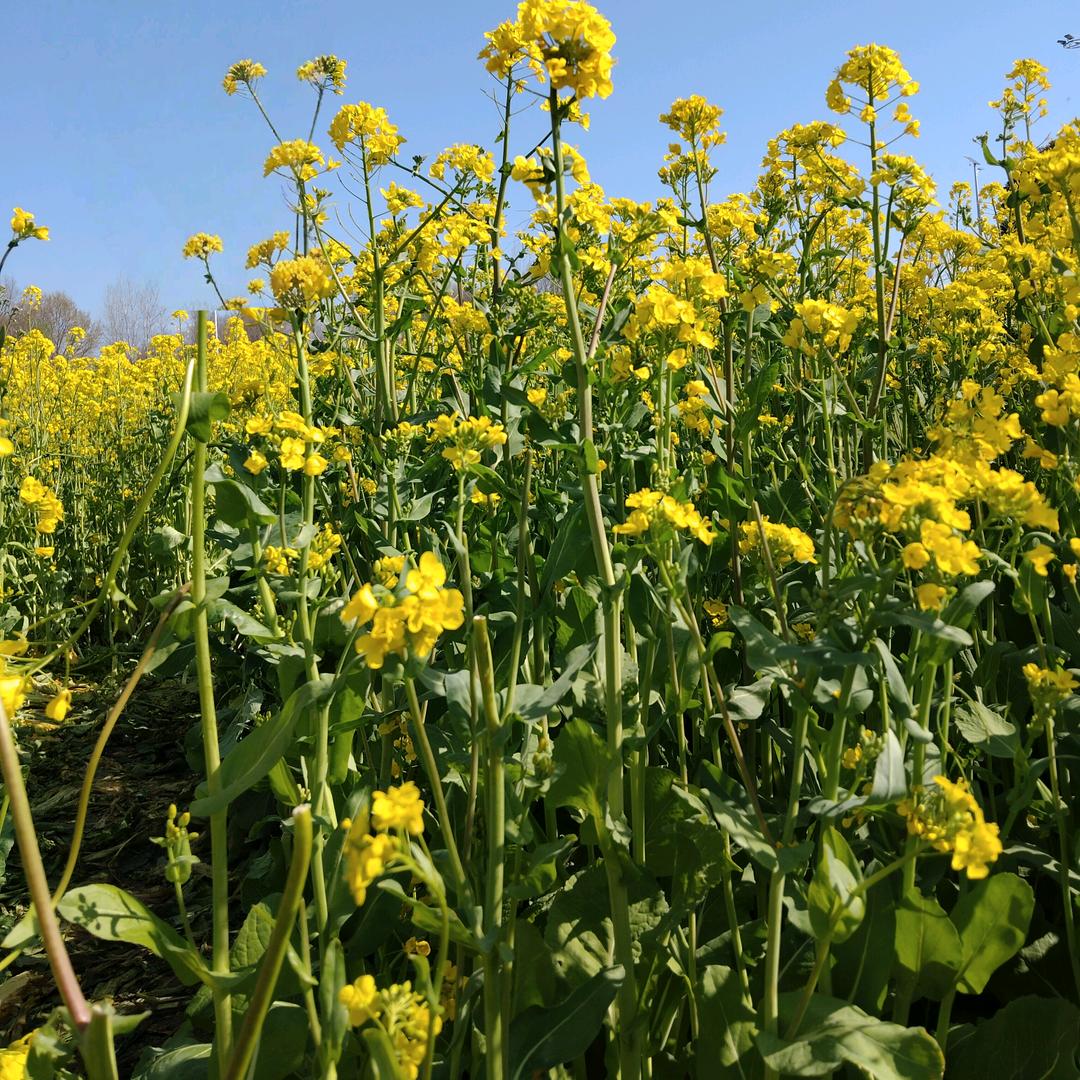 青茶沐阳