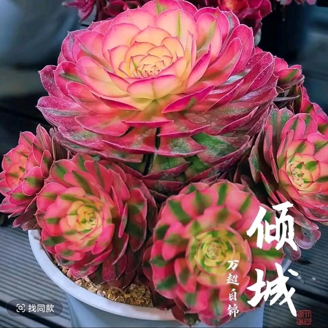 好多肉
