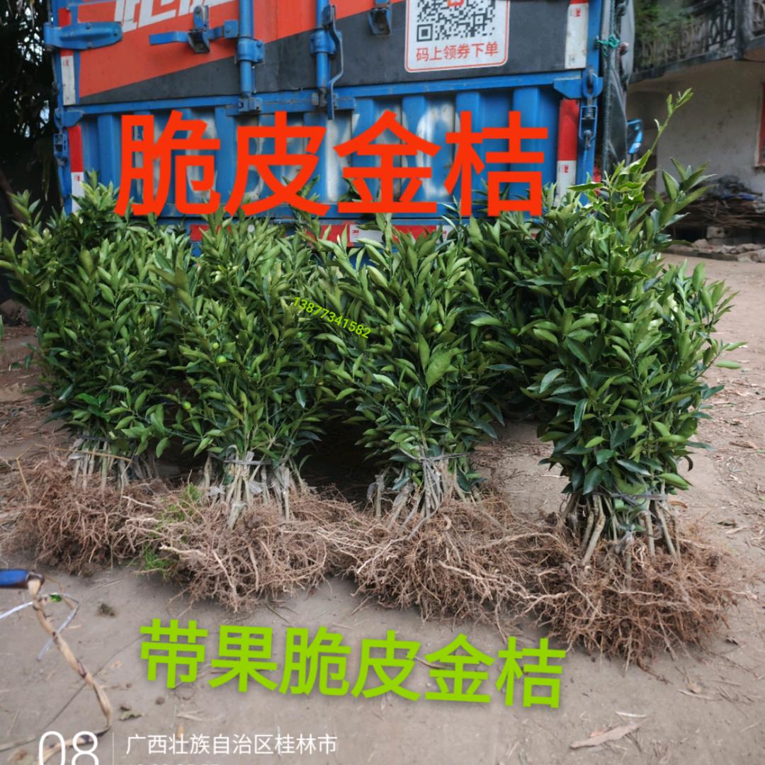 荔浦苗木之家种植基地