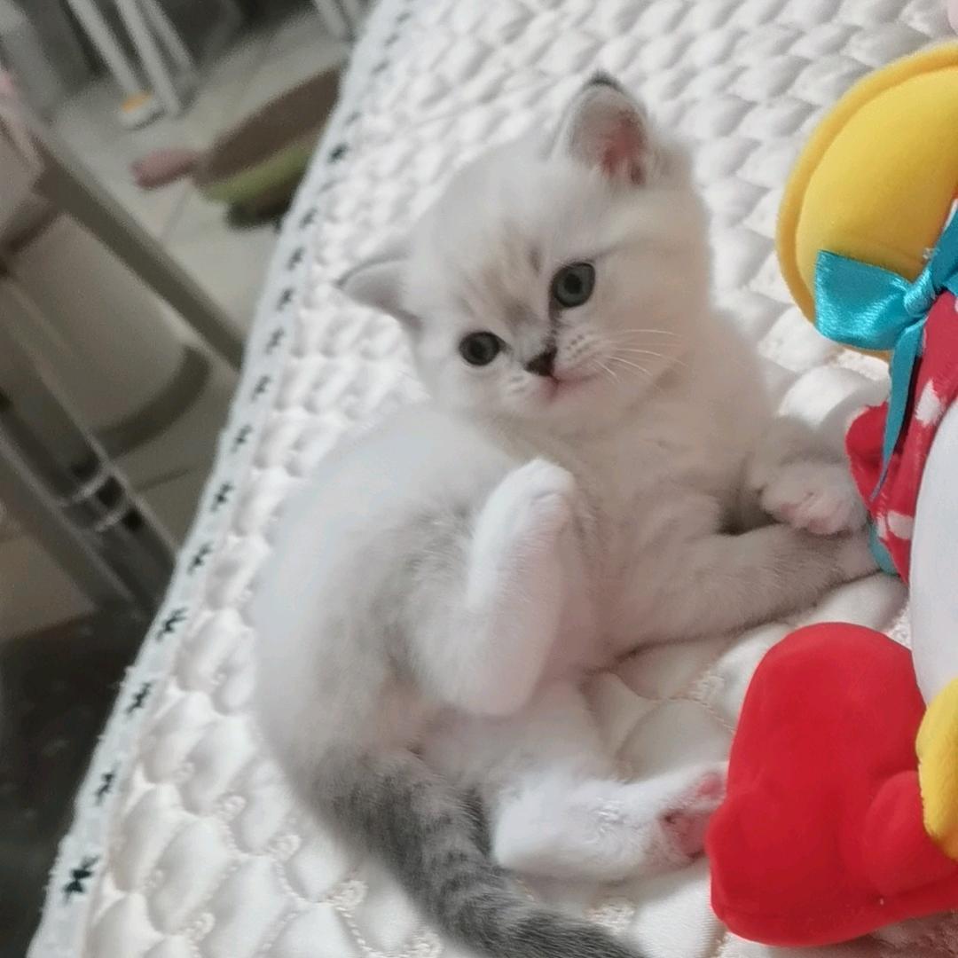 香
