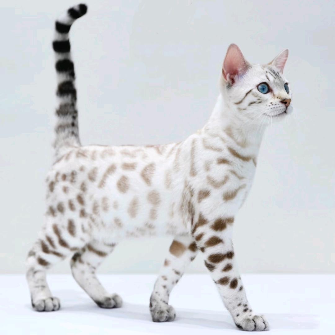 Coco养宠🐱