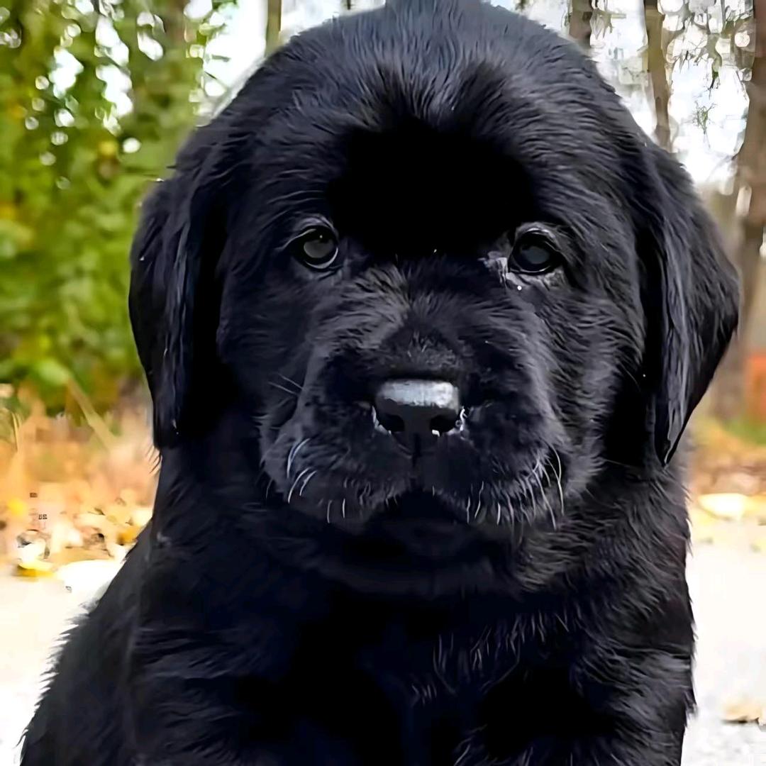 唐山陶然拉多直播2