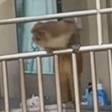 高西因那☀⁰⁵¹³ （揭不開鍋版）