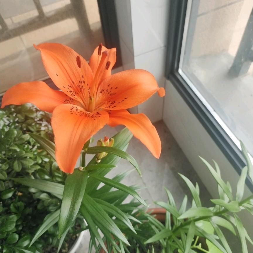 我是温柔可爱的小马