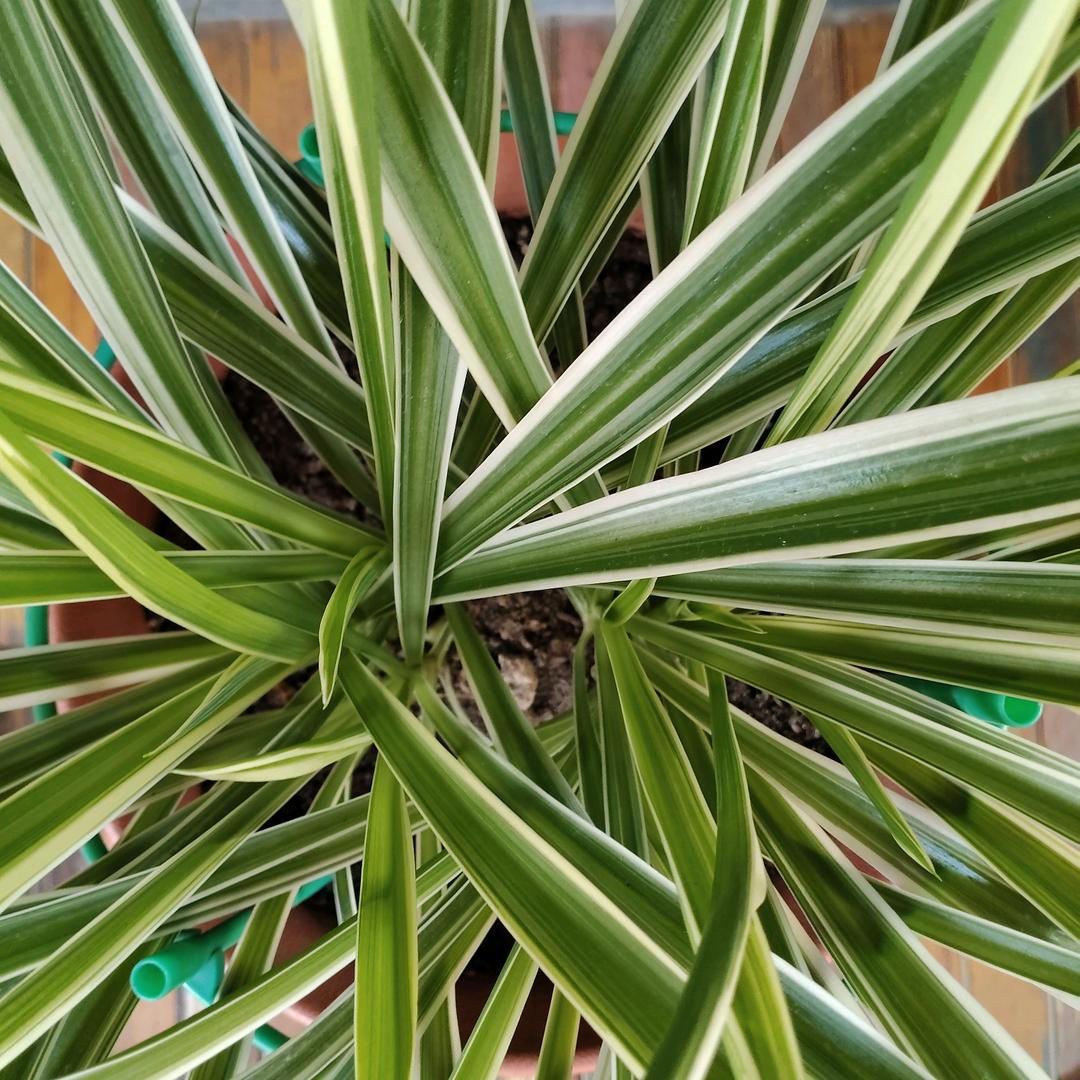 茉莉