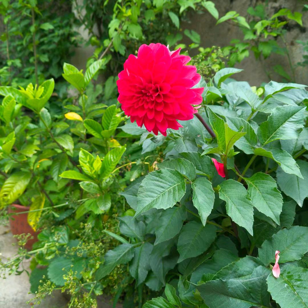 🌷蝶恋花🌷