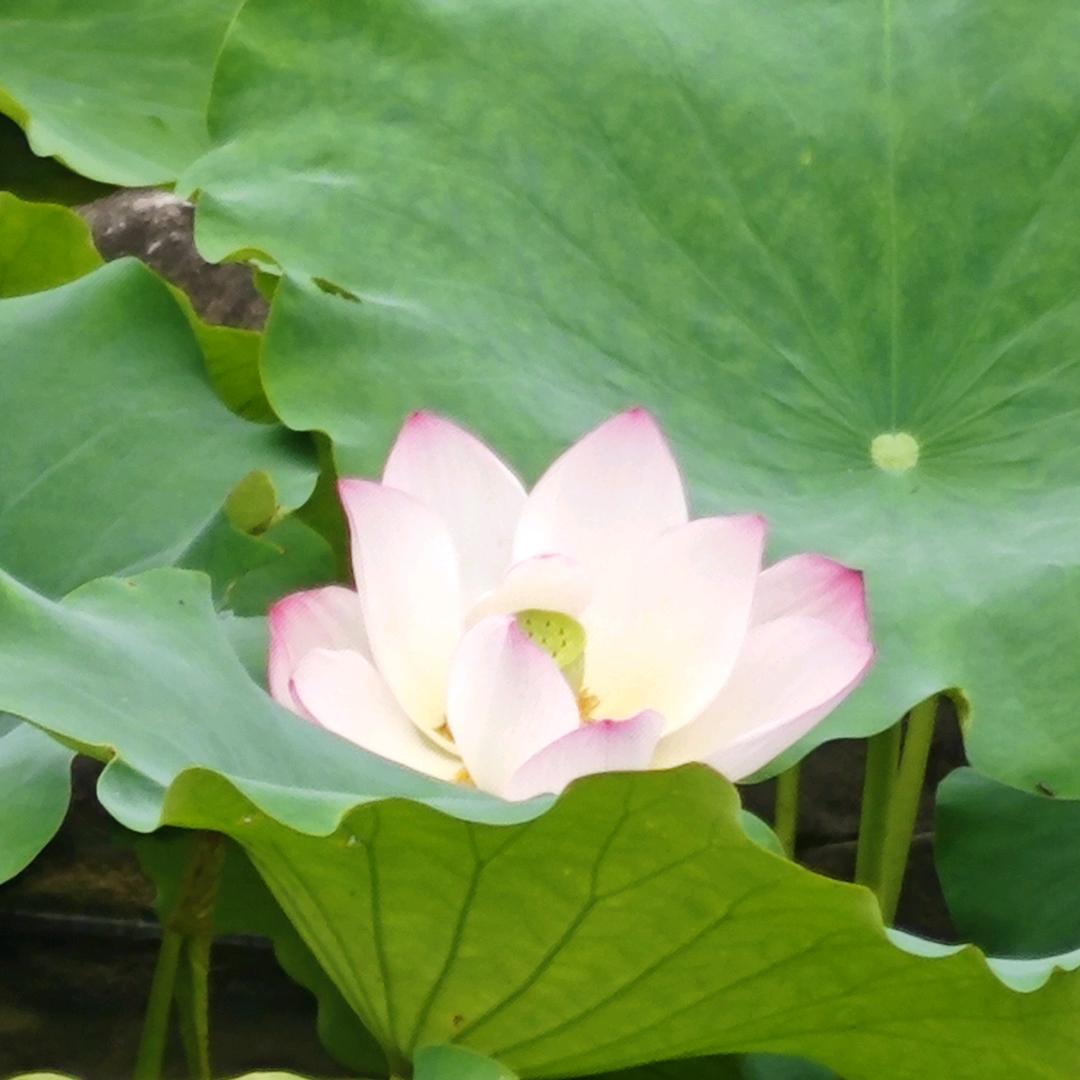 一字一菩提