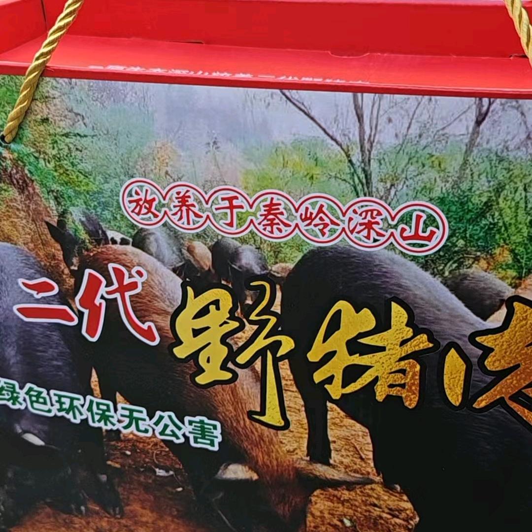 秦岭二代野猪基地