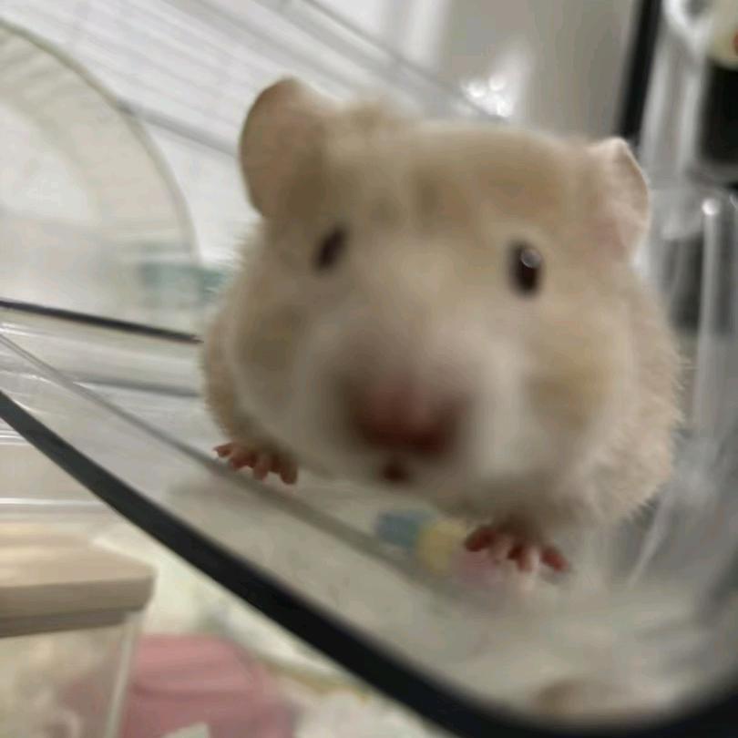 cc