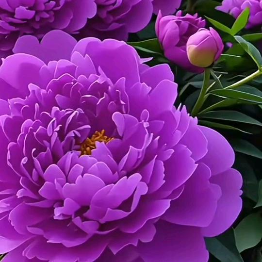 人生的快乐就是幸福