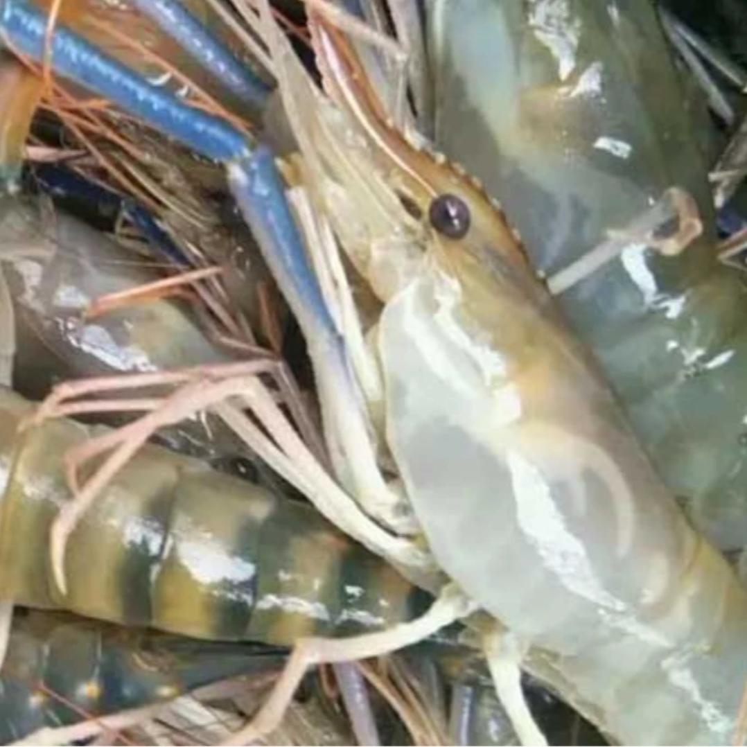 罗氏虾原产地直发