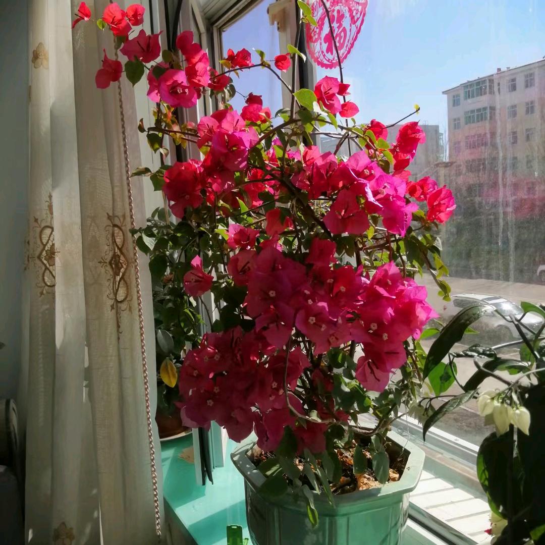 小玉1314