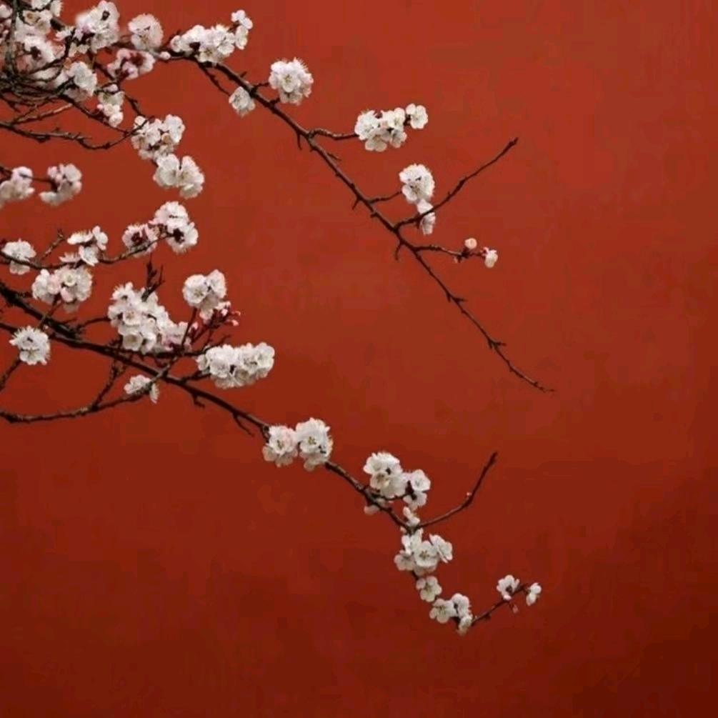 朱颜
