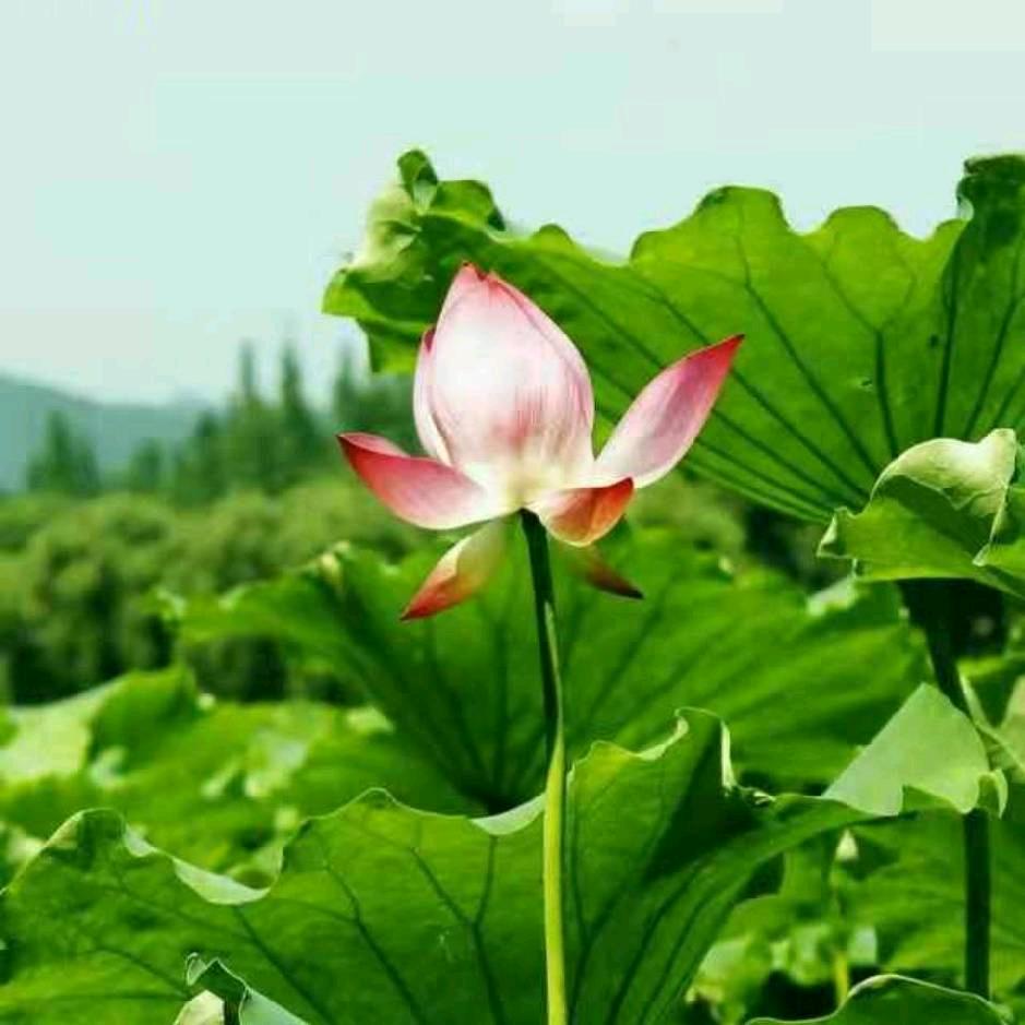 花好月圆